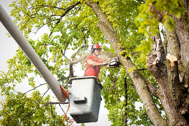 Best Tree Cutting Near Me  in Luther, OK